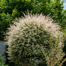 Load image into Gallery viewer, Dappled Willow