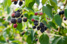 Load image into Gallery viewer, Black Satin Thornless Blackberry