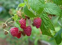 Load image into Gallery viewer, English Thornless Raspberry