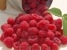 Load image into Gallery viewer, English Thornless Raspberry