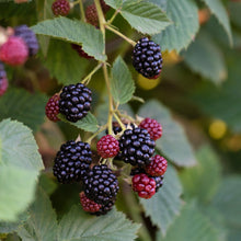 Load image into Gallery viewer, Black Satin Thornless Blackberry