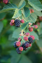 Load image into Gallery viewer, Black Satin Thornless Blackberry