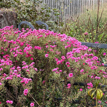 Load image into Gallery viewer, New England Aster ‘Alma Potschke’
