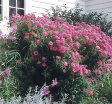 Load image into Gallery viewer, New England Aster ‘Alma Potschke’