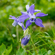 Load image into Gallery viewer, Alpine Columbine