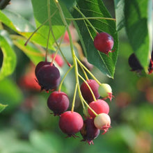 Load image into Gallery viewer, Autumn Brilliance® Apple Serviceberry