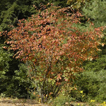 Load image into Gallery viewer, Autumn Brilliance® Apple Serviceberry