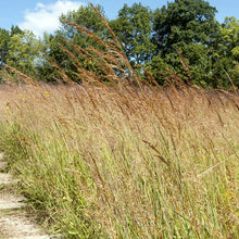 Load image into Gallery viewer, Big Bluestem