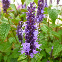 Load image into Gallery viewer, Anise Hyssop Little Adder