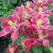 Load image into Gallery viewer, Columbine Winky Rose
