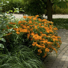 Load image into Gallery viewer, Butterfly Milkweed