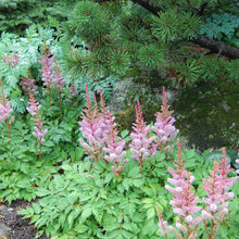 Load image into Gallery viewer, Astilbe ‘Pumila’