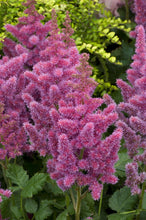 Load image into Gallery viewer, Astilbe 'Visions'