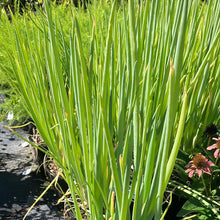 Load image into Gallery viewer, Chives Allium