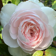 Load image into Gallery viewer, Earth Angel Parfuma® Rose