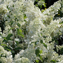 Load image into Gallery viewer, Brussels Lace Hydrangea