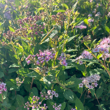 Load image into Gallery viewer, Spirea 'Little Princess'