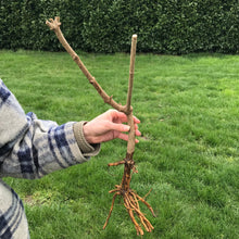 Load image into Gallery viewer, York Elderberry (Bare Root)
