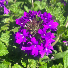 Load image into Gallery viewer, Verbena 'Homestead Purple'