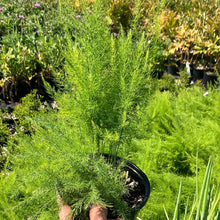 Load image into Gallery viewer, Asparagus ‘Mary Washington’