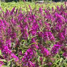 Load image into Gallery viewer, Butterfly Bush ‘Buzz Magenta’