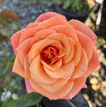 Load image into Gallery viewer, Sunbelt® Crazy Love™ Rose