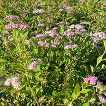 Load image into Gallery viewer, Spirea 'Little Princess'