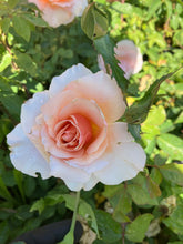 Load image into Gallery viewer, Mother of Pearl® Rose