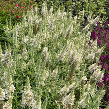 Load image into Gallery viewer, Buzz® Ivory Butterfly Bush