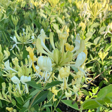 Load image into Gallery viewer, Scentsation' Honeysuckle