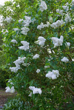 Load image into Gallery viewer, Madame Lemoine French Lilac