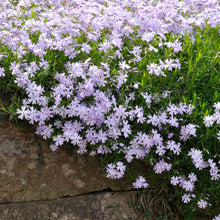 Load image into Gallery viewer, Phlox 'Emerald Blue'