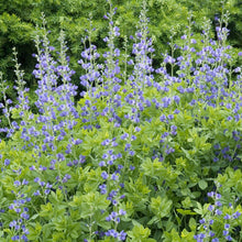 Load image into Gallery viewer, Blue False Indigo (Baptisia australis)