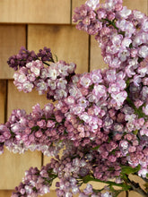 Load image into Gallery viewer, Belle de Nancy Lilac