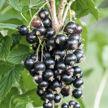 Load image into Gallery viewer, Ben Lomond Black Currant