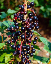 Load image into Gallery viewer, Ben Lomond Black Currant