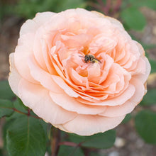Load image into Gallery viewer, Parfuma Bliss Rose