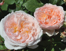Load image into Gallery viewer, Parfuma® Bliss Rose