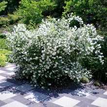 Load image into Gallery viewer, Blizzard Mock Orange