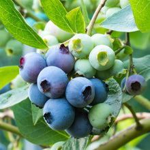 Load image into Gallery viewer, Blueberry 'Patriot'