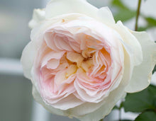 Load image into Gallery viewer, Bolero™ Rose