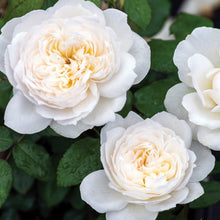 Load image into Gallery viewer, Bolero™ Rose