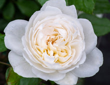 Load image into Gallery viewer, Bolero™ Rose