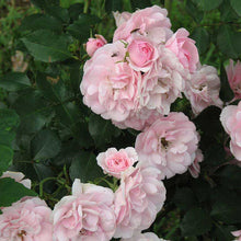 Load image into Gallery viewer, Bonica® Rose
