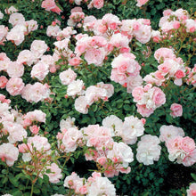 Load image into Gallery viewer, Bonica® Rose