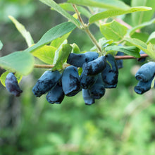 Load image into Gallery viewer, Boreal Beast Honeyberry (Haskap)