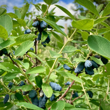 Load image into Gallery viewer, Boreal Beast Honeyberry (Haskap)