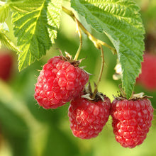 Load image into Gallery viewer, Amity Raspberry