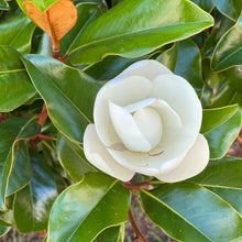 Load image into Gallery viewer, Bracken's Brown Beauty Magnolia