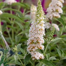 Load image into Gallery viewer, Butterfly Towers™ White Butterfly Bush